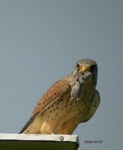 Kestrel with mouse