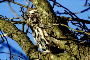 YAWNING OWL