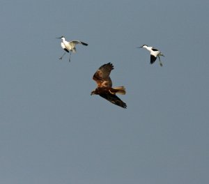 "when avocets attack"
