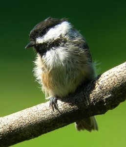 Black-capped Chickadee