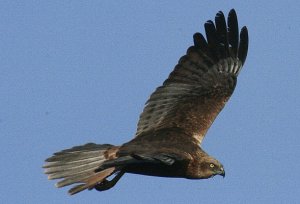 MARSH HARRIER