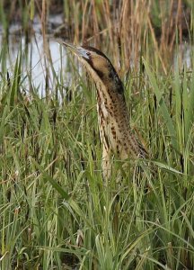 Bittern