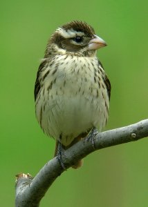 Female Rose-breasted Grosbeak