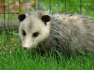 Virginia Opossum