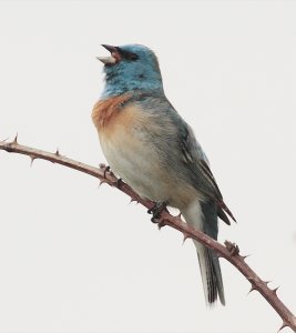 Lazuli Bunting 2