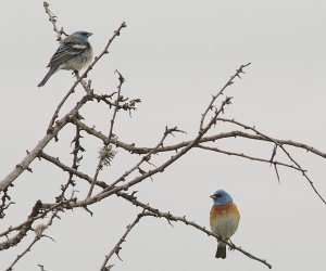 Lazuli Bunting 3