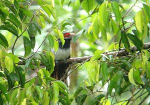 Red-faced Malkoha