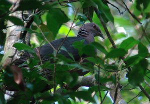 Sri Lanka Woodpigeon