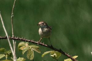 WHITETHROAT