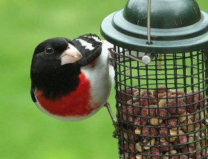 Rose-breasted Grosbeak