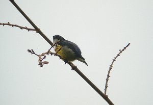 White-throated Flowerpecker