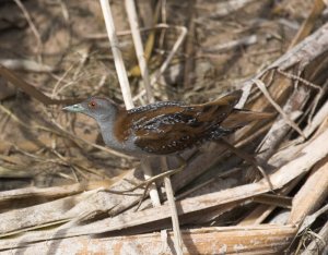 Baillon's Crake