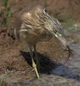 Sqaucco Heron