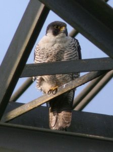 Pylon falcon