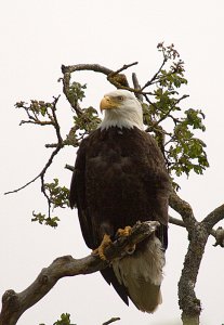 Bald Eagle