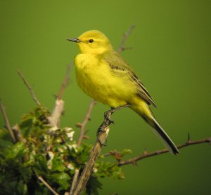 Yellow wagtail