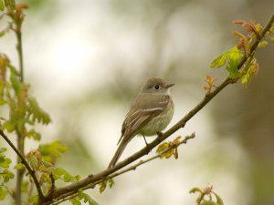 Dusky flycatcher