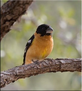 Intense Grosbeak