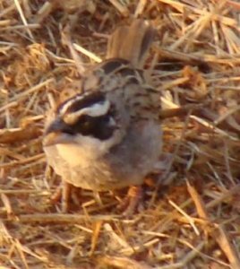 Stripe-headed Sparrow