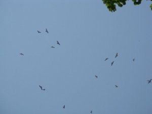 Oriental Honey Buzzards and chinese Sparrowhawks ridinga thermal over the r