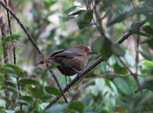 Sri Lanka Whistling Thrush