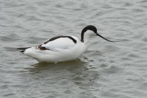 Avocet on a grey day