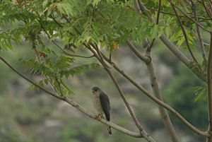 Levant Sparrowhawk