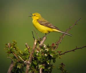 Singing Wagtail