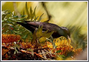 Spotless Starling