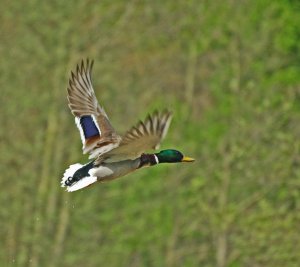 Mallard