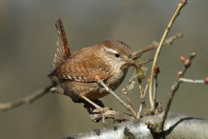 Wren up close