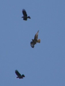 LONG LEGGED BUZZARD