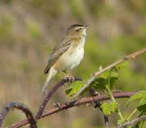 Sedge Warbler