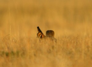 Lesser Prairie-Chicken