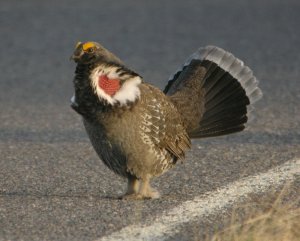 Dusky Grouse