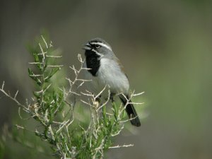 Black-throated Sparrow