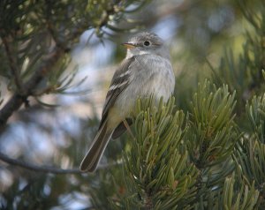 Grey Flycatcher