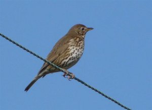 Song Thrush