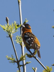 black-headed grosbeak