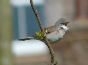 Common Whitethroat