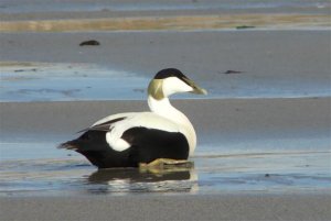 Common Eider