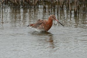 Black Tailed Godwit