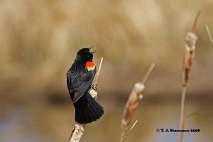 Red-winged Blackbird