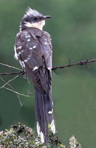 Great Spotted Cuckoo