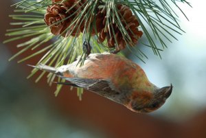 Crossbill acrobat