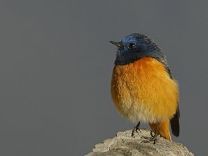 Blue-fronted Redstart