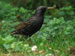 starling