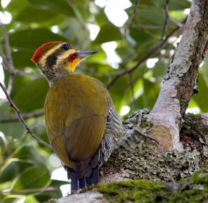 Yellow-browed Woodpecker