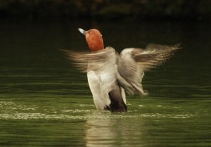 Pochard