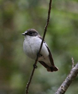 Pied Flycatcher